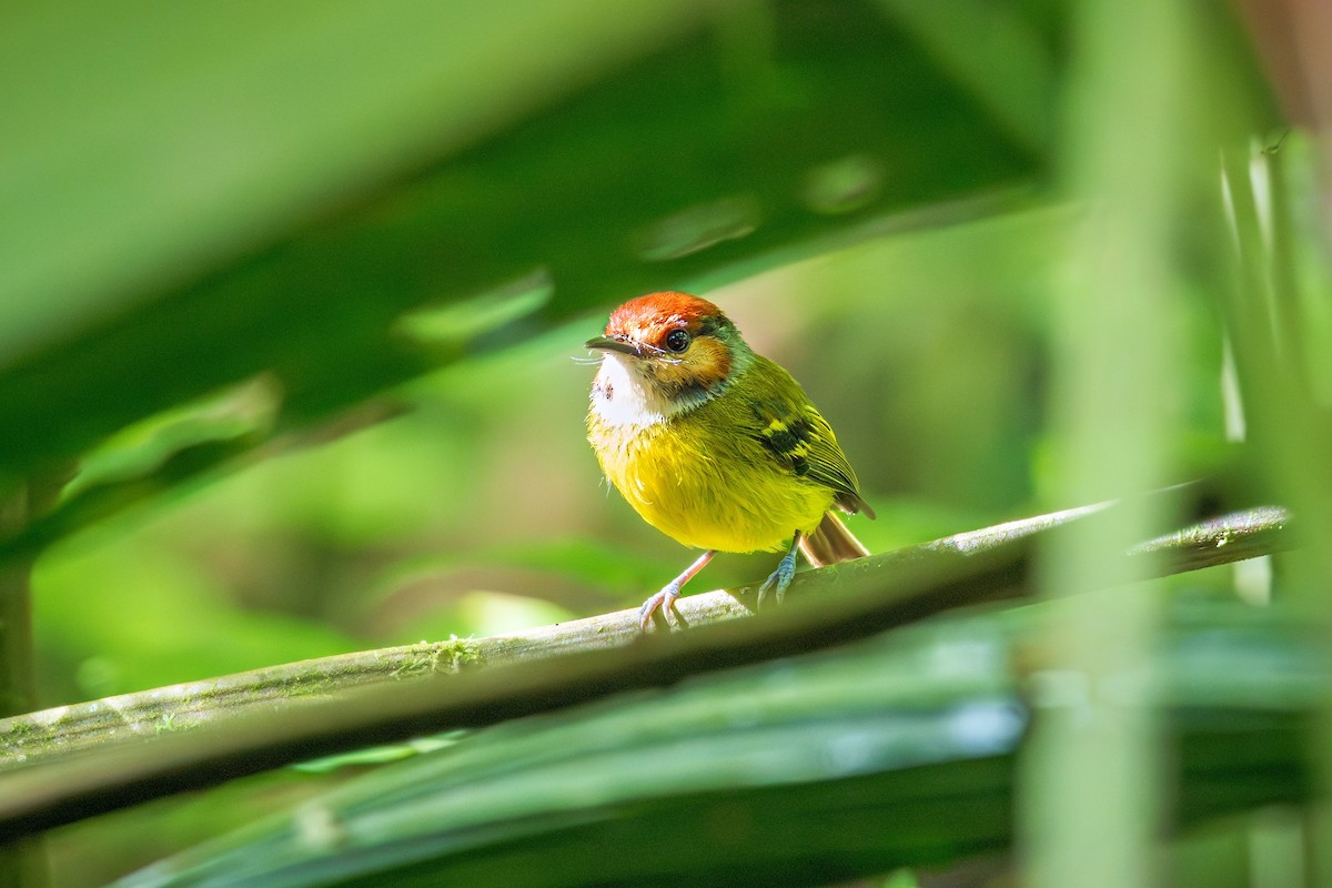 Rufous-crowned Tody-Flycatcher - ML643401172