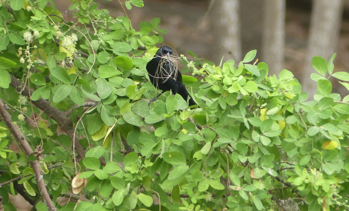 Scrub Blackbird - ML643401176