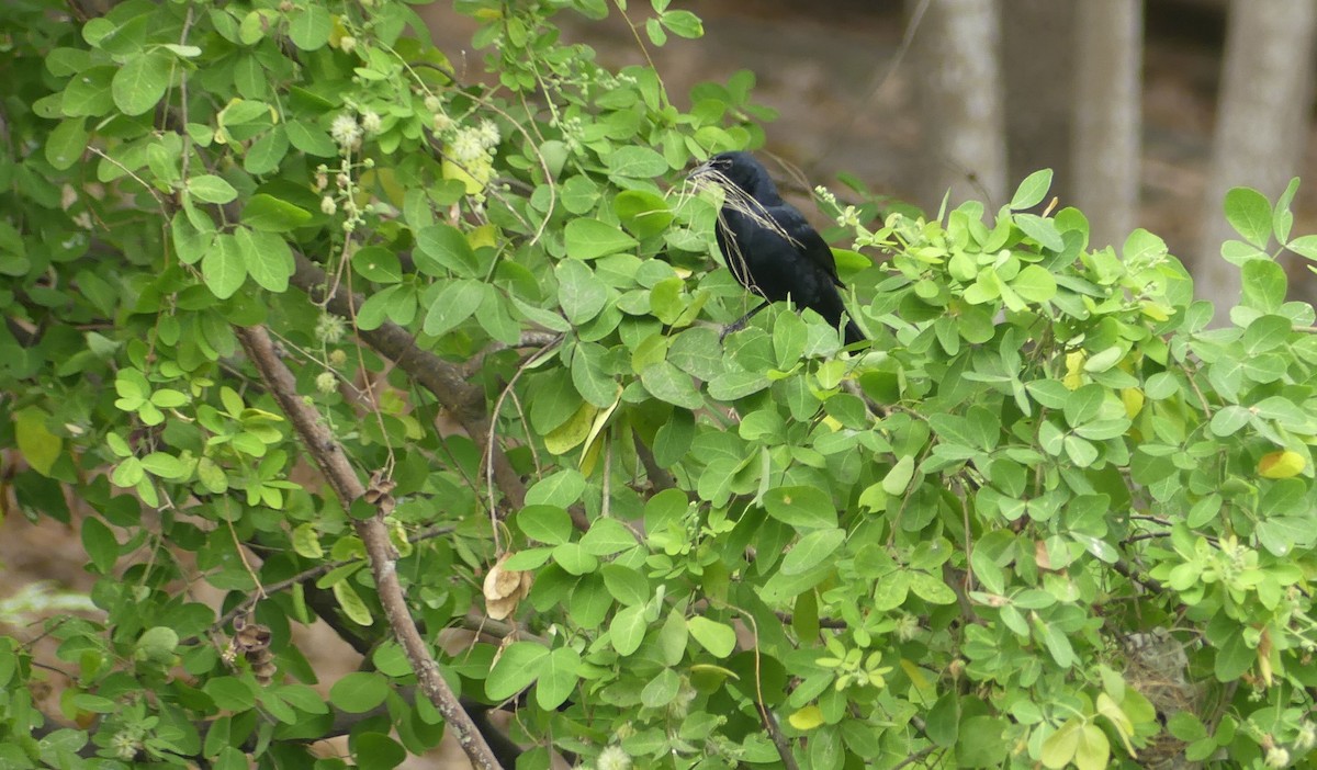 Scrub Blackbird - ML643401177