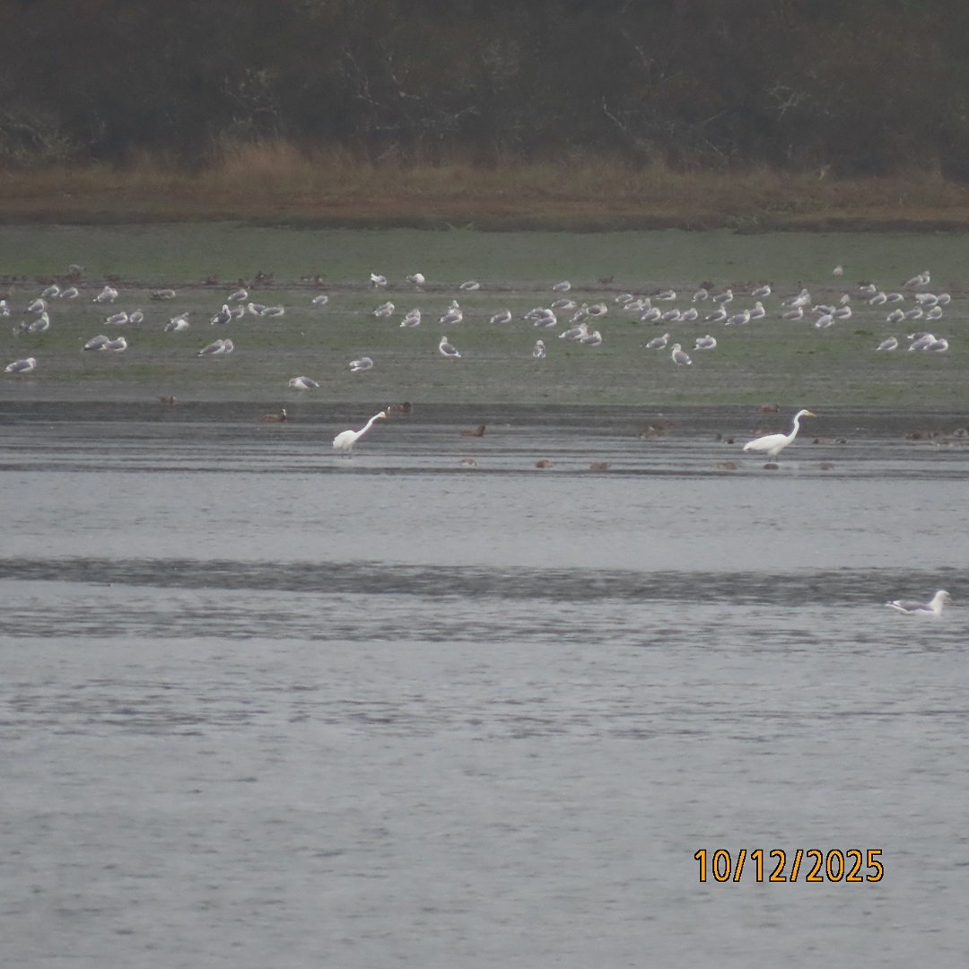 Цасч дэглий - ML643401186