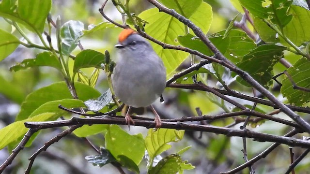 Russet-crowned Warbler - ML643401187