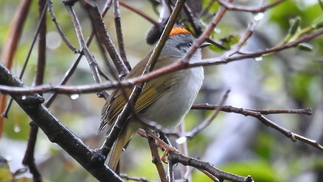Russet-crowned Warbler - ML643401191