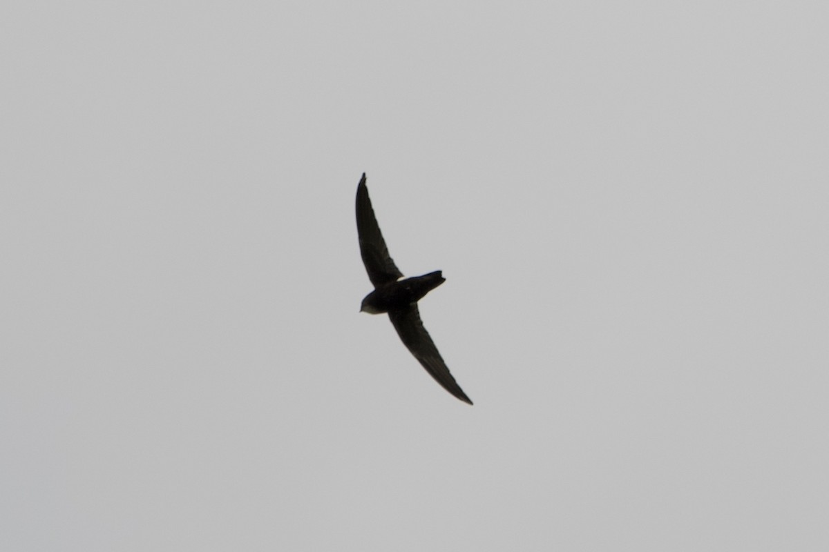 House Swift - ML643401193