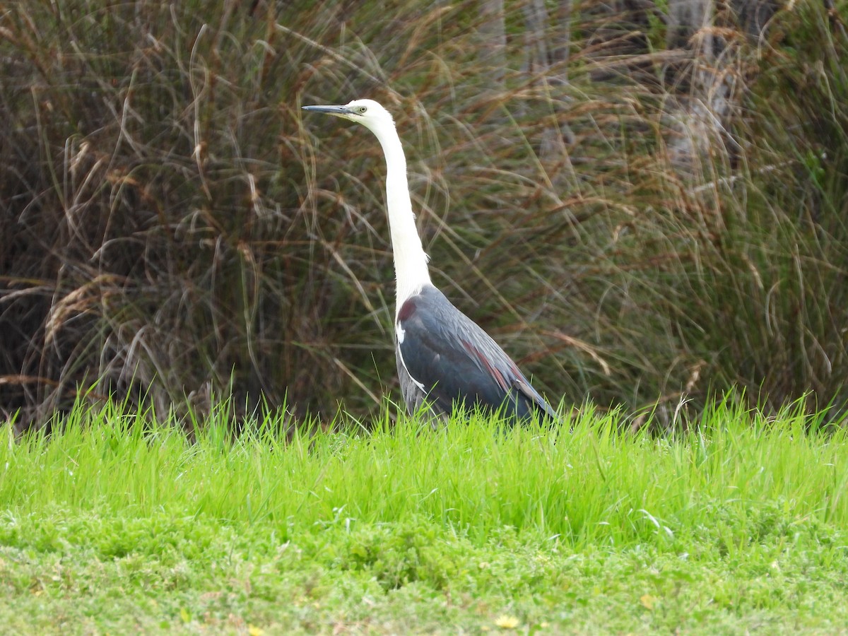 Pacific Heron - ML643401230