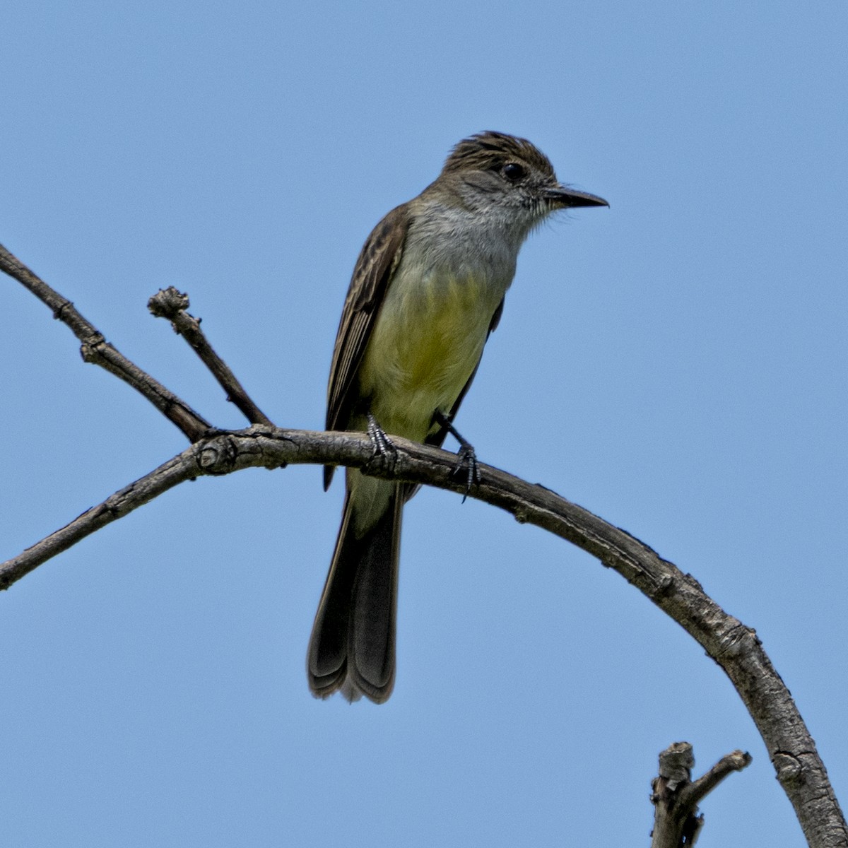 Myiarchus sp. - ML643401241