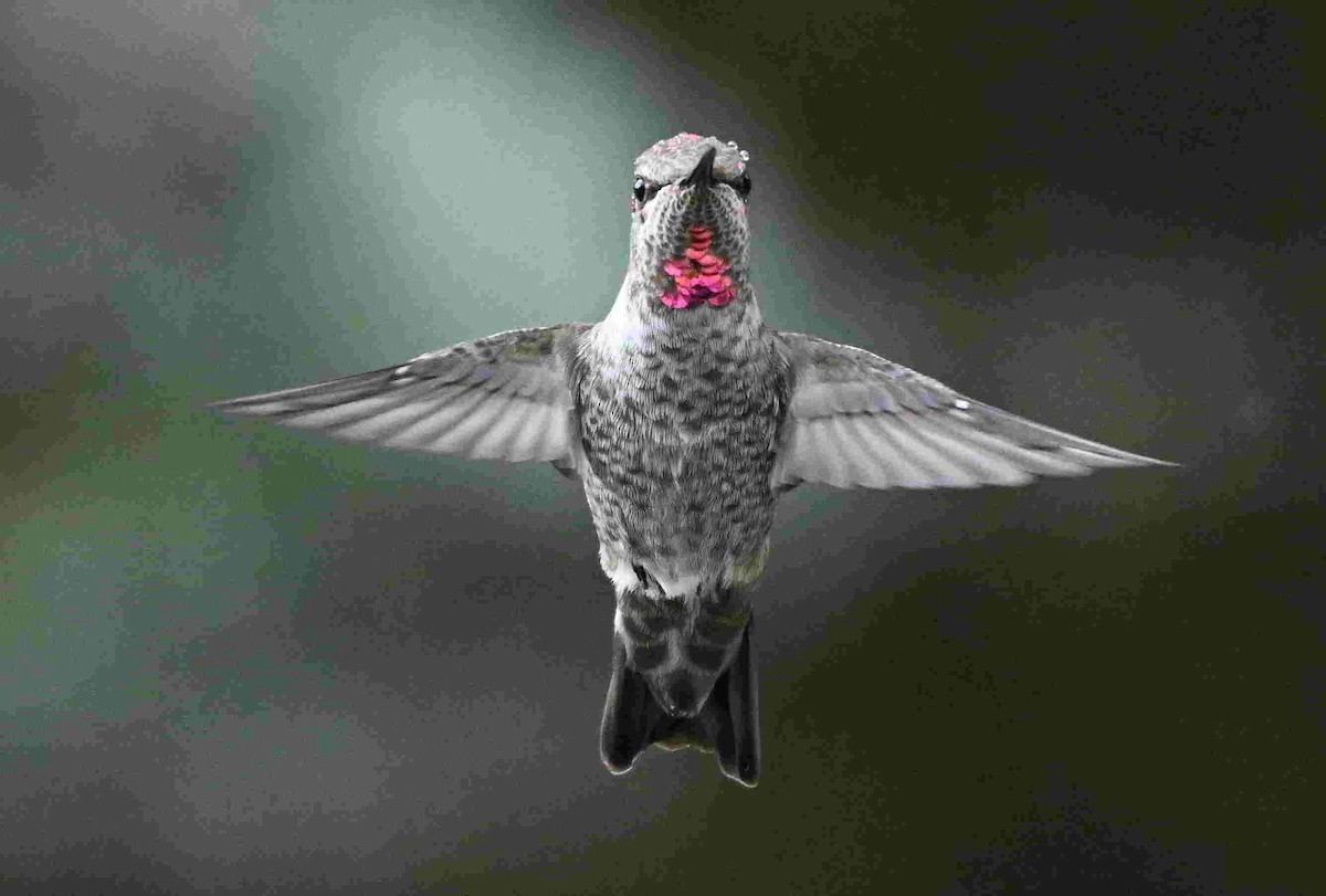 Anna's Hummingbird - ML643401243