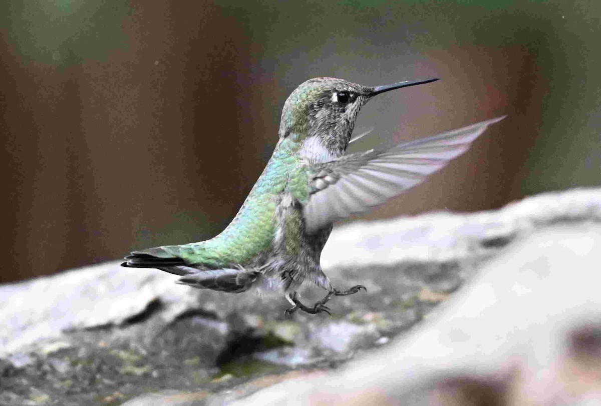 Anna's Hummingbird - ML643401257