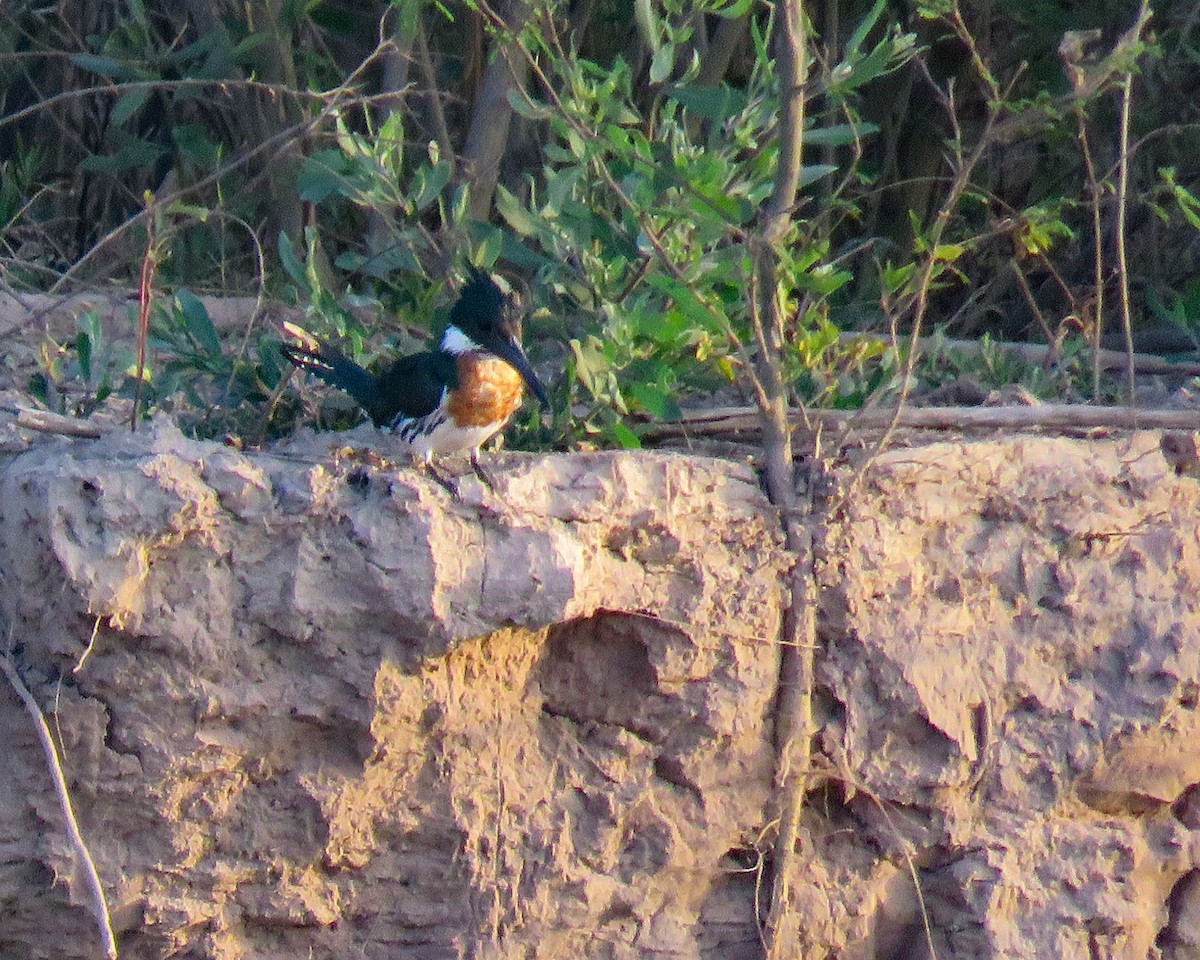 Amazon Kingfisher - ML643401266
