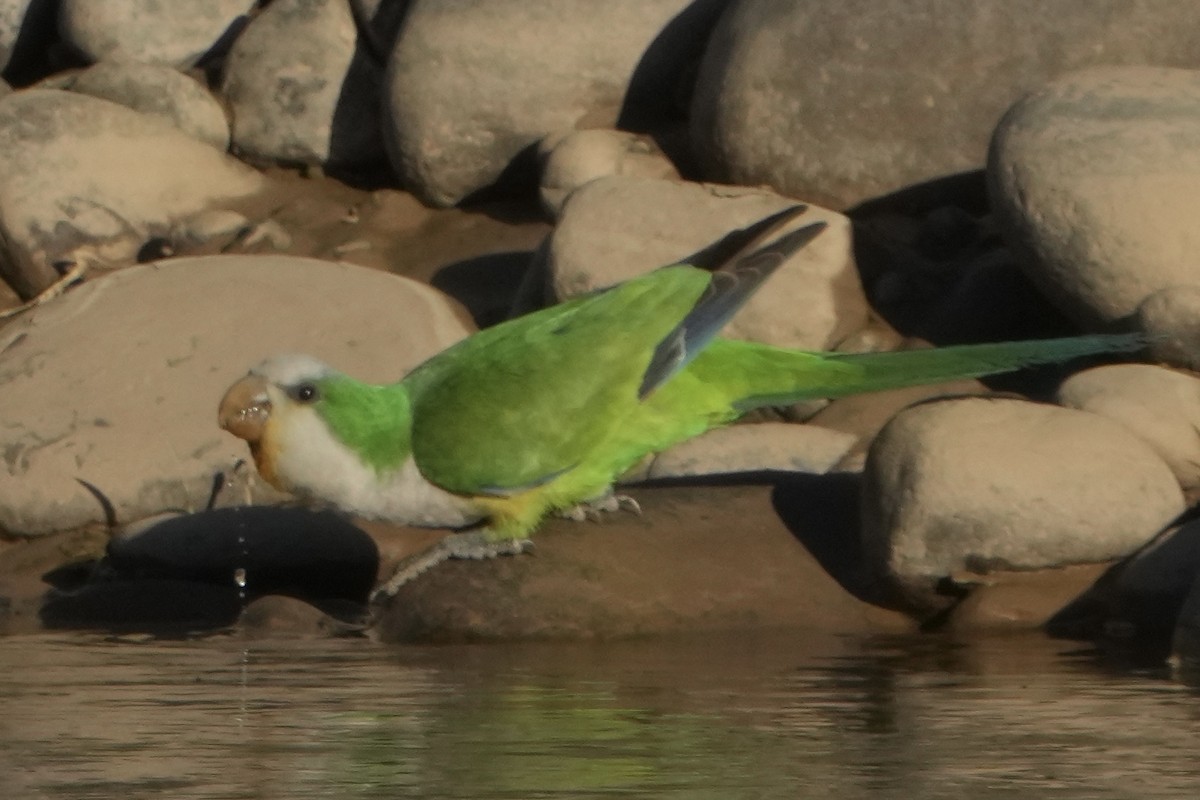Monk Parakeet (Cliff) - ML643401275