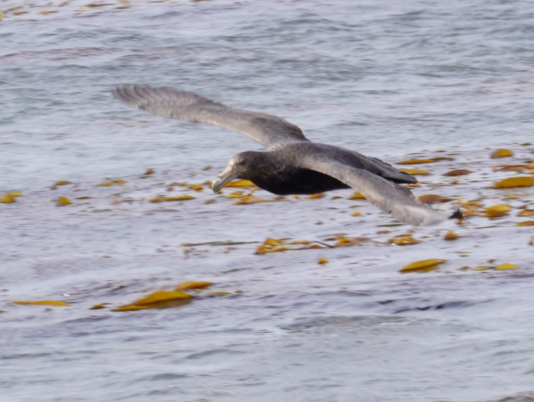 Southern Giant-Petrel - ML643401280