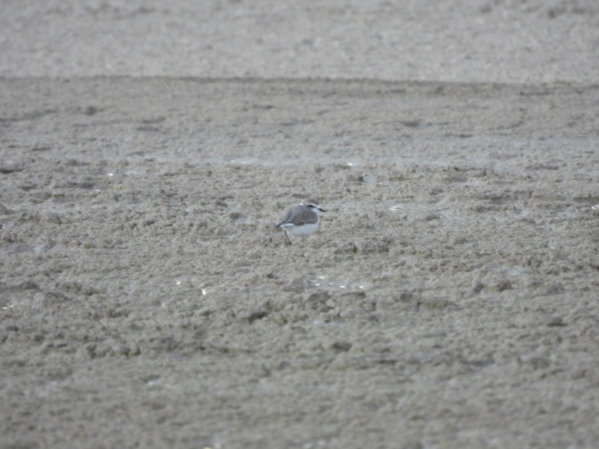 Chorlitejo Nivoso - ML643401304