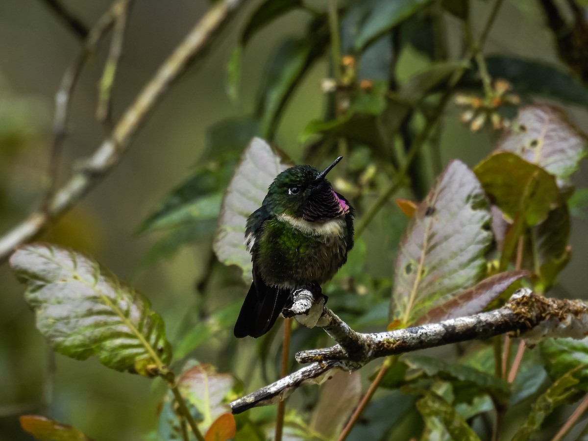 Amethyst-throated Sunangel - ML643401310