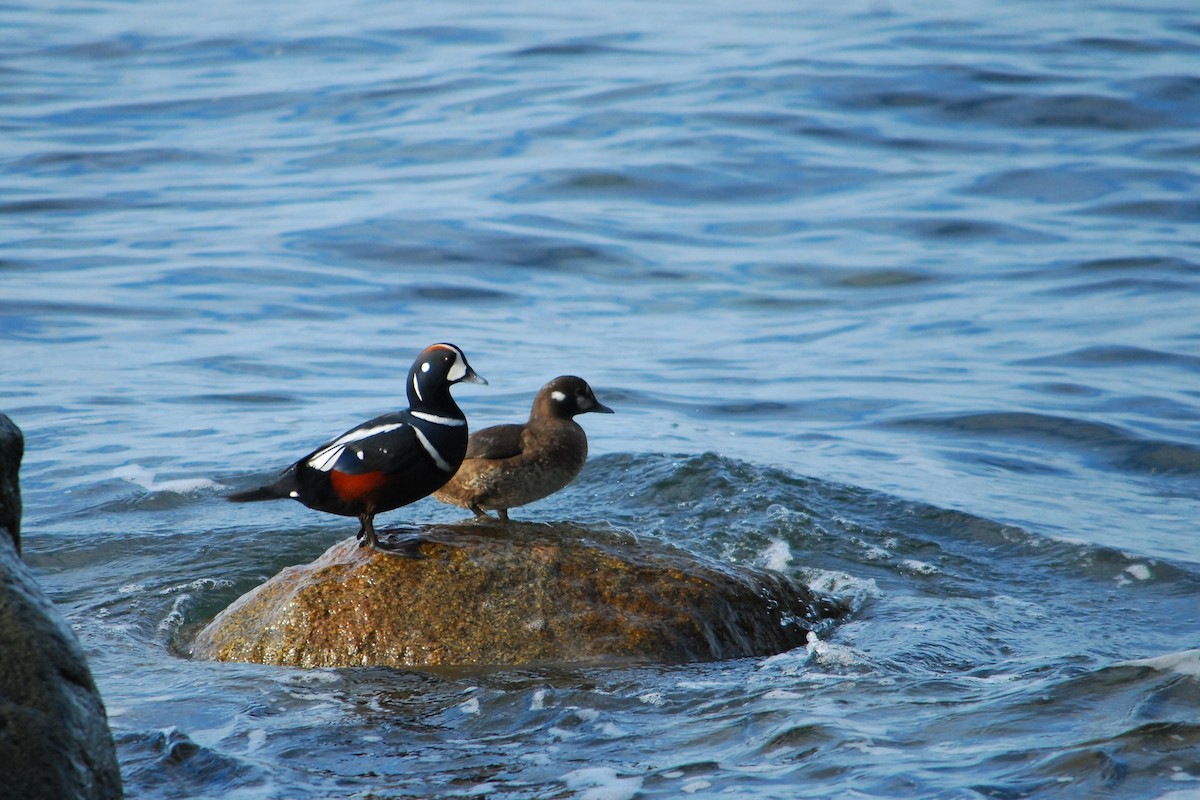 Harlequin Duck - ML643401316