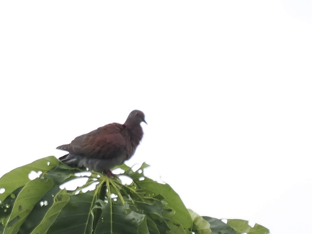 Pale-vented Pigeon - ML643401318