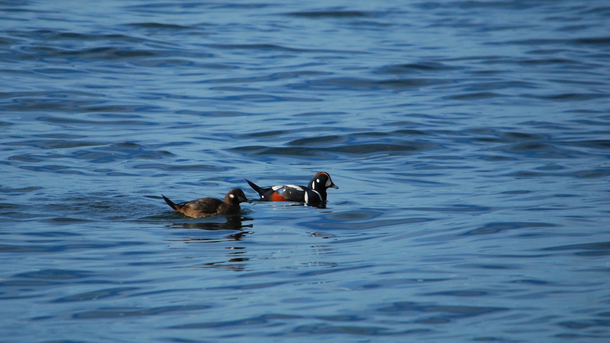 Harlequin Duck - ML643401320