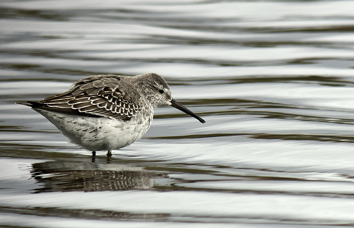 Stilt Sandpiper - ML643401321