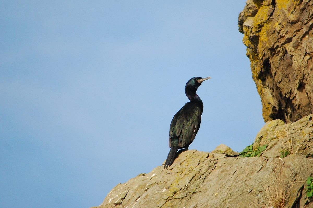 Pelagic Cormorant - ML643401328