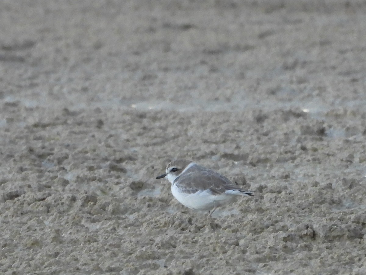 Chorlitejo Nivoso - ML643401329