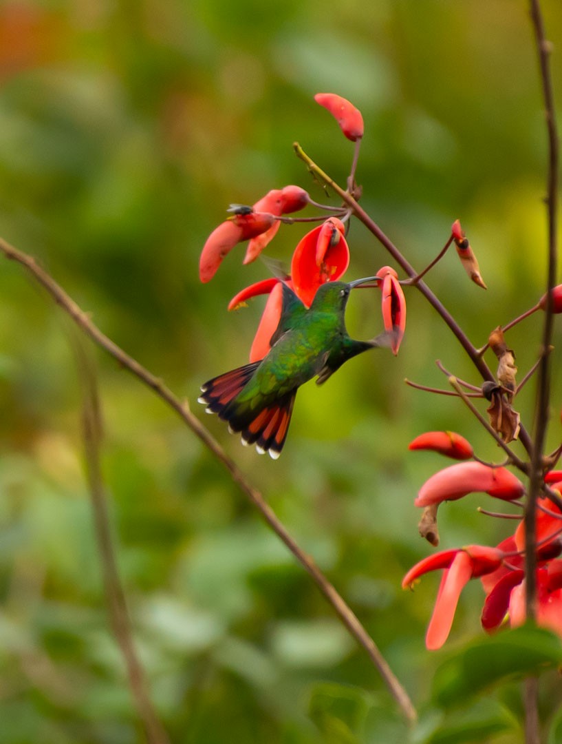 Black-throated Mango - ML643401342