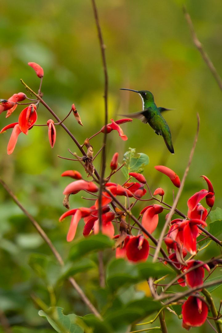 Black-throated Mango - ML643401343