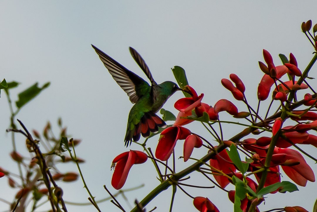 Black-throated Mango - ML643401344