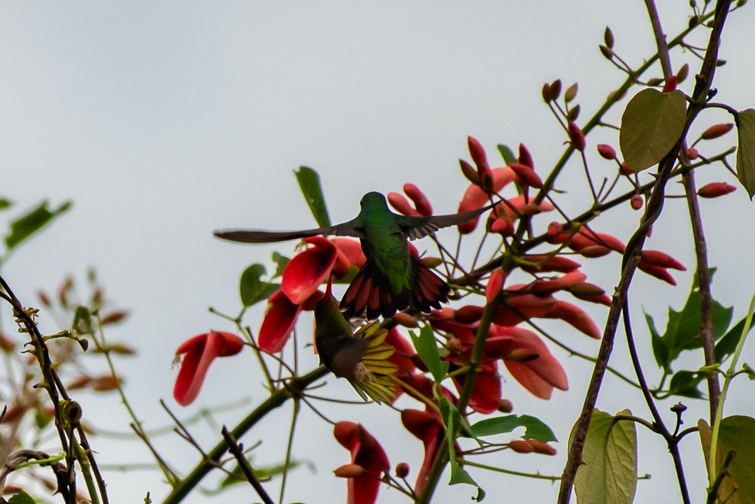 Black-throated Mango - ML643401345