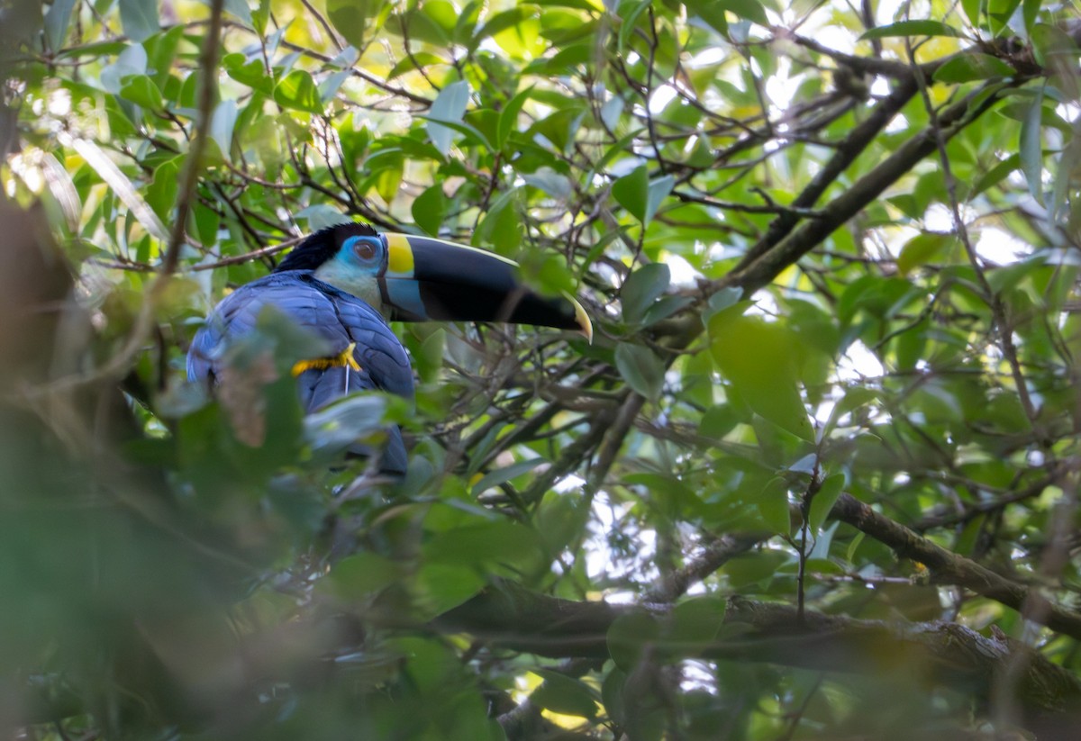White-throated Toucan - ML643401366