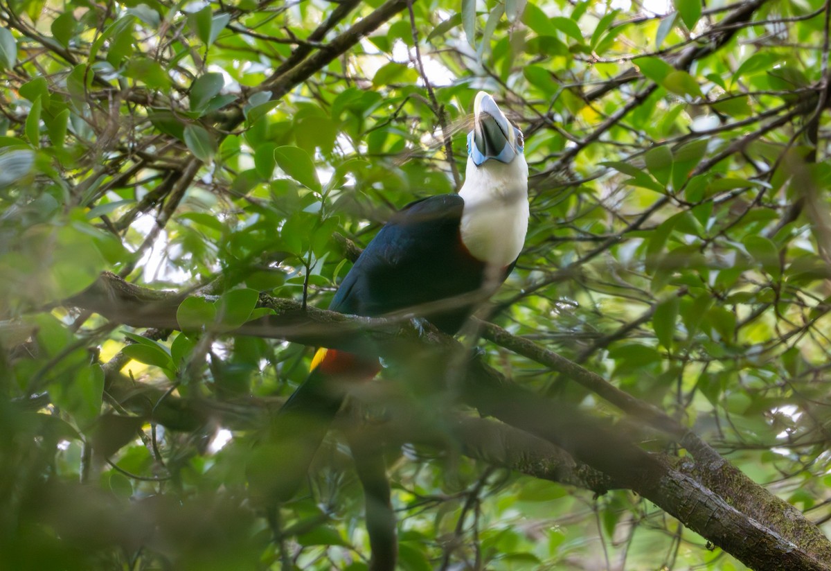 White-throated Toucan - ML643401367
