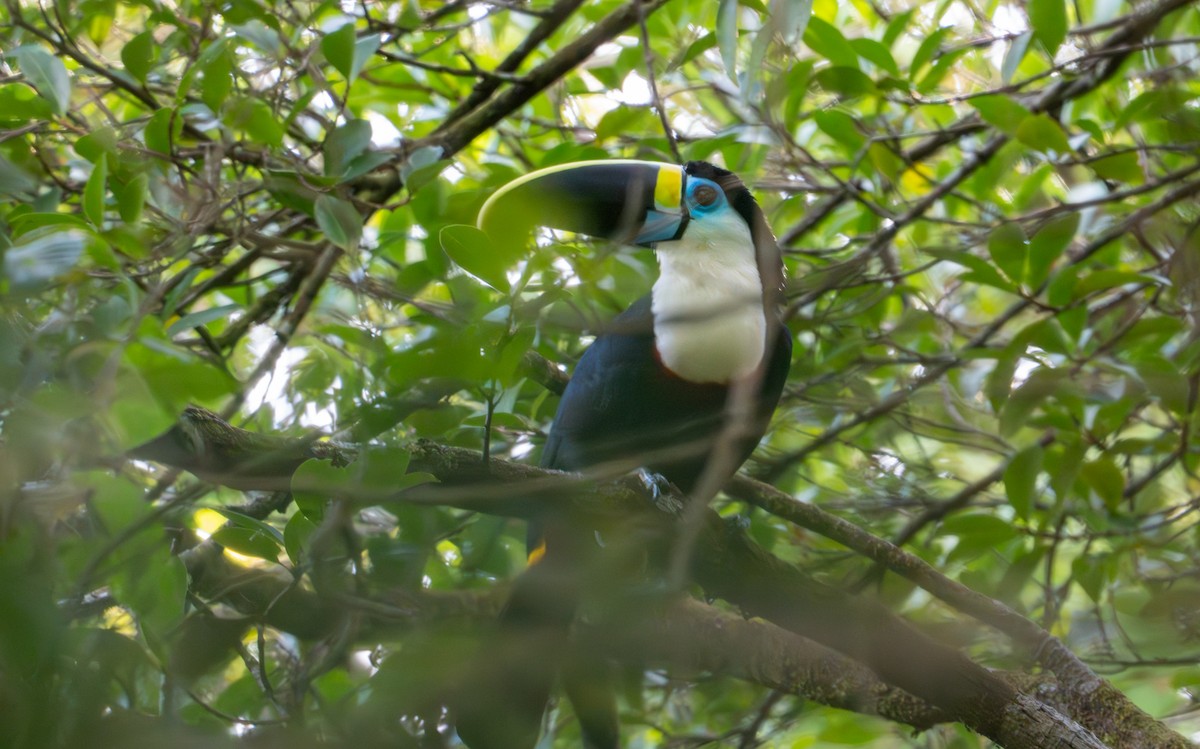 White-throated Toucan - ML643401368