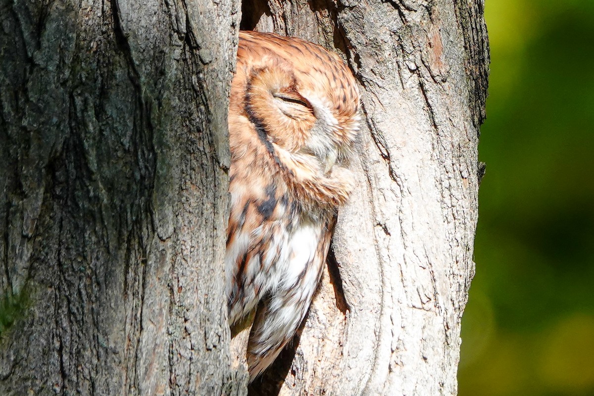 Eastern Screech-Owl - ML643401374