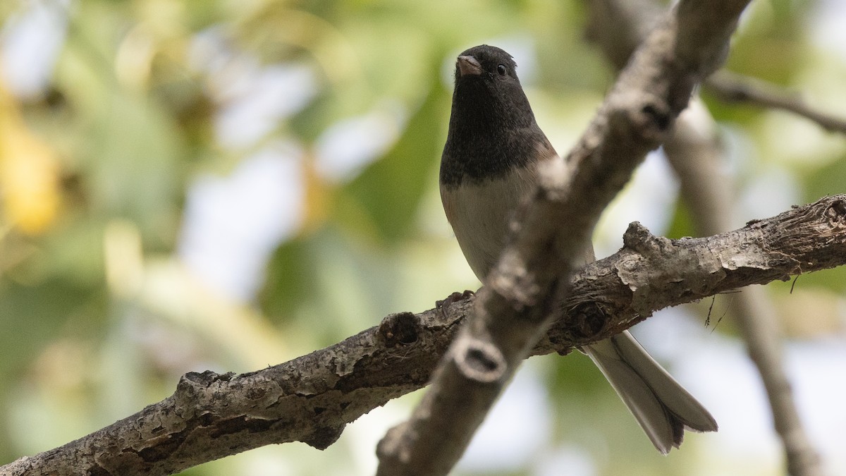 Dark-eyed Junco (Oregon) - ML643401378