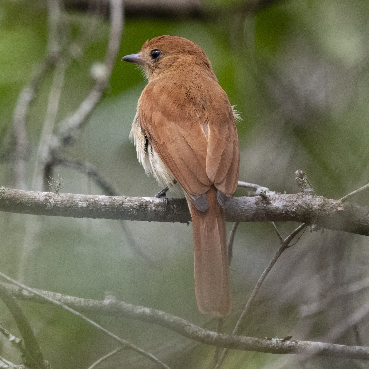 Rufous Casiornis - ML643401381