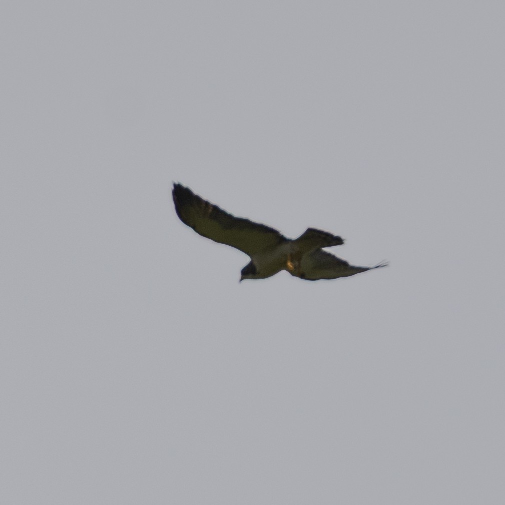 Short-tailed Hawk - ML643401386