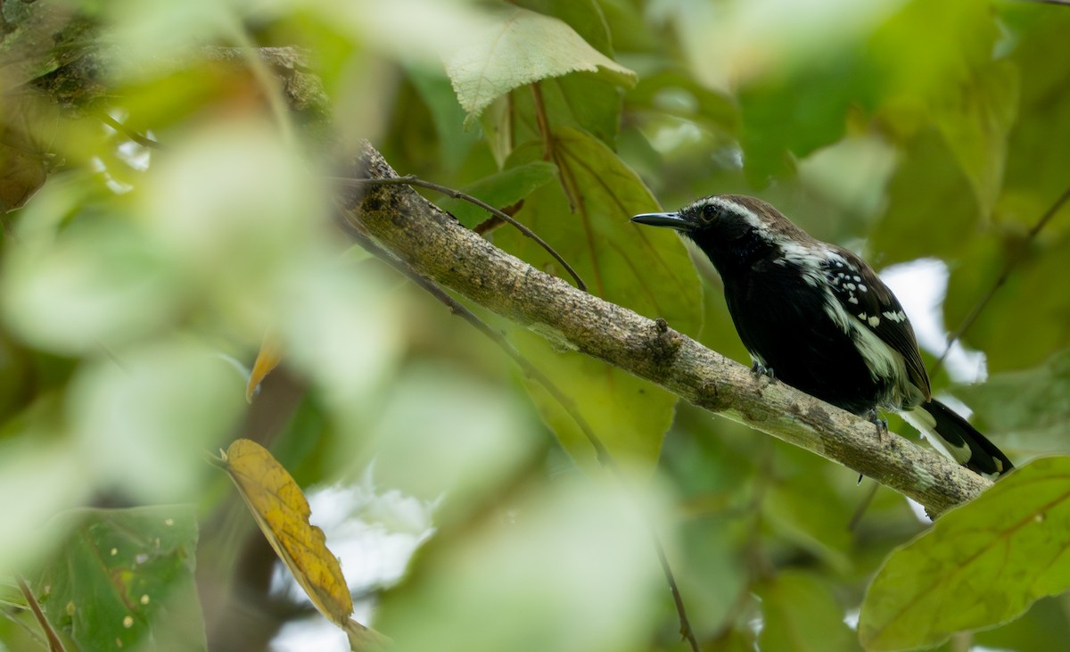 Southern White-fringed Antwren - ML643401387
