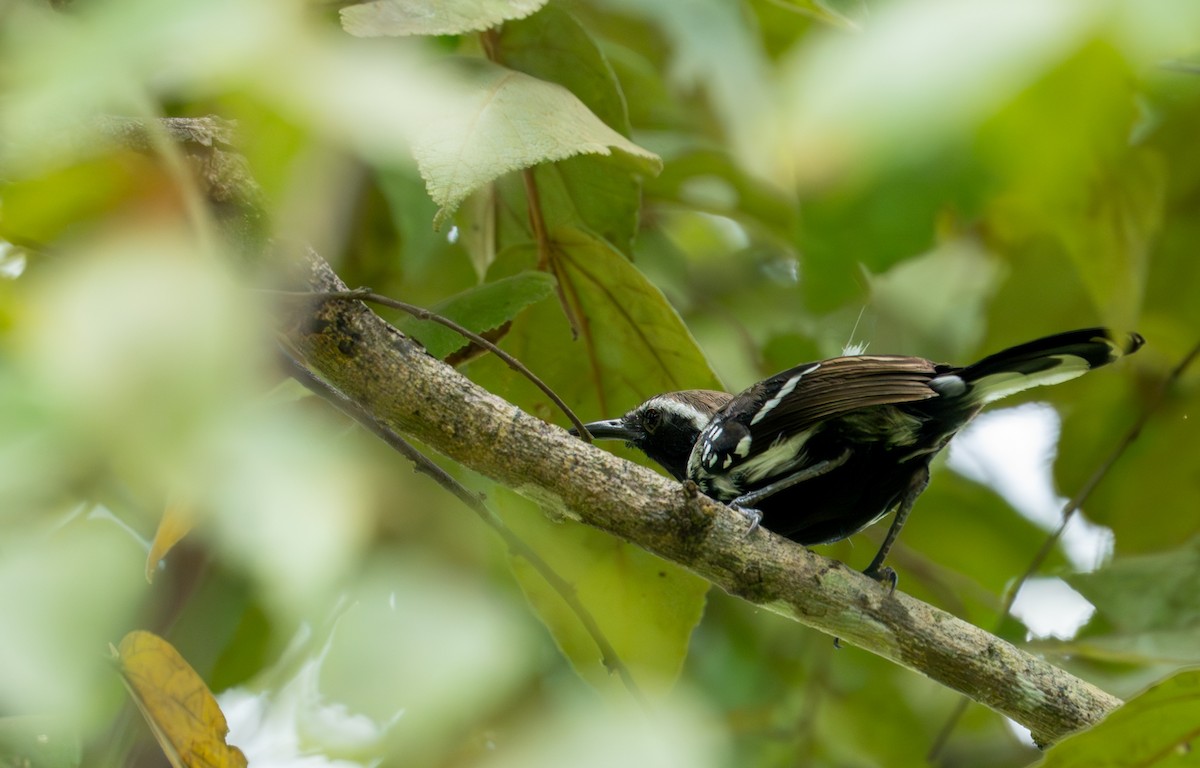 Southern White-fringed Antwren - ML643401388