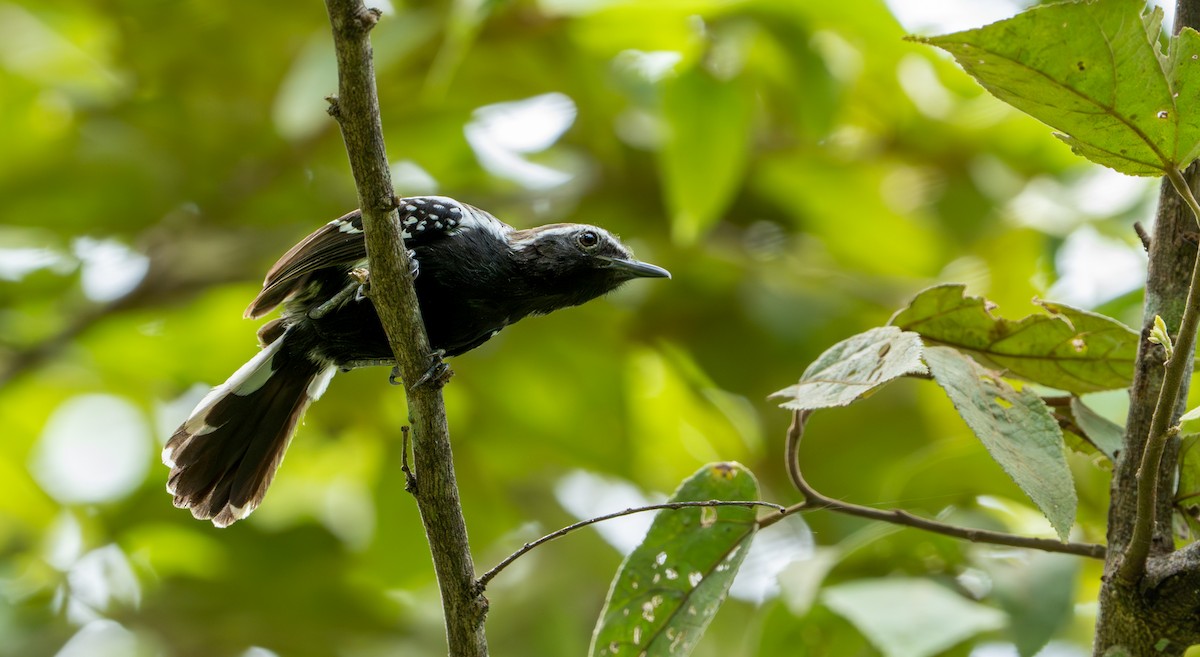 Southern White-fringed Antwren - ML643401389