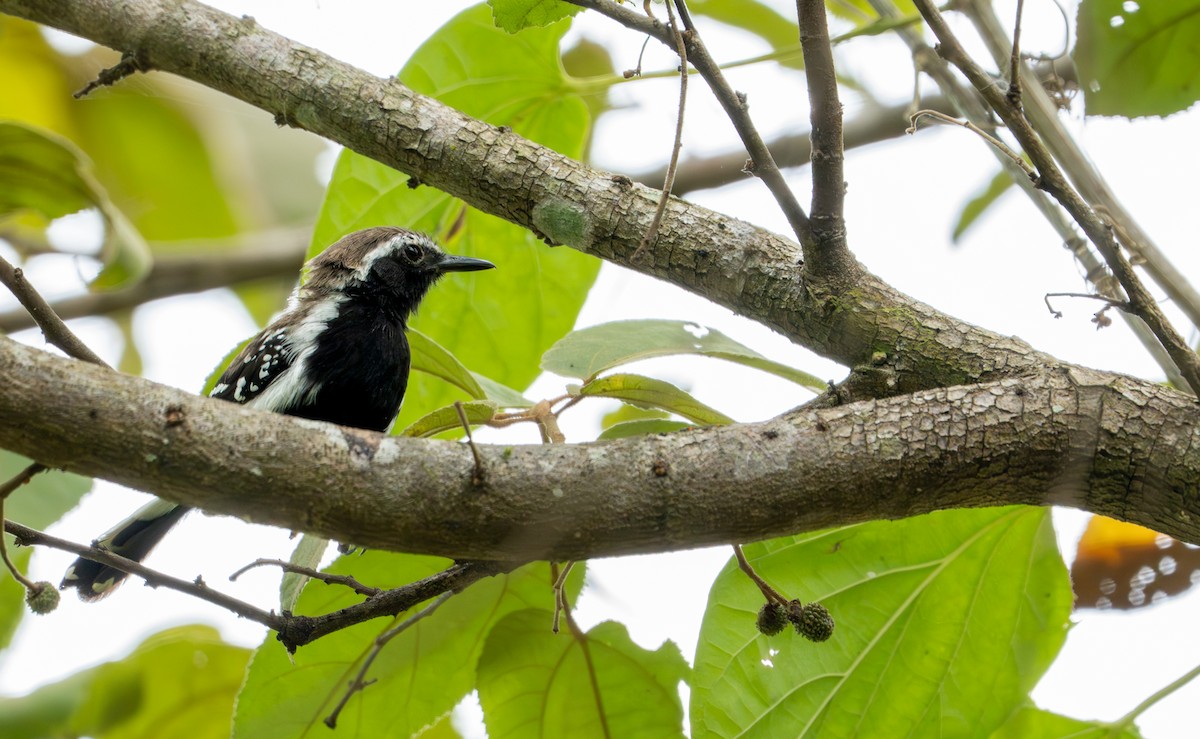 Southern White-fringed Antwren - ML643401390