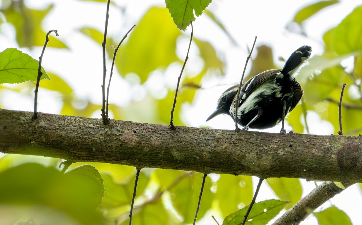 Southern White-fringed Antwren - ML643401391