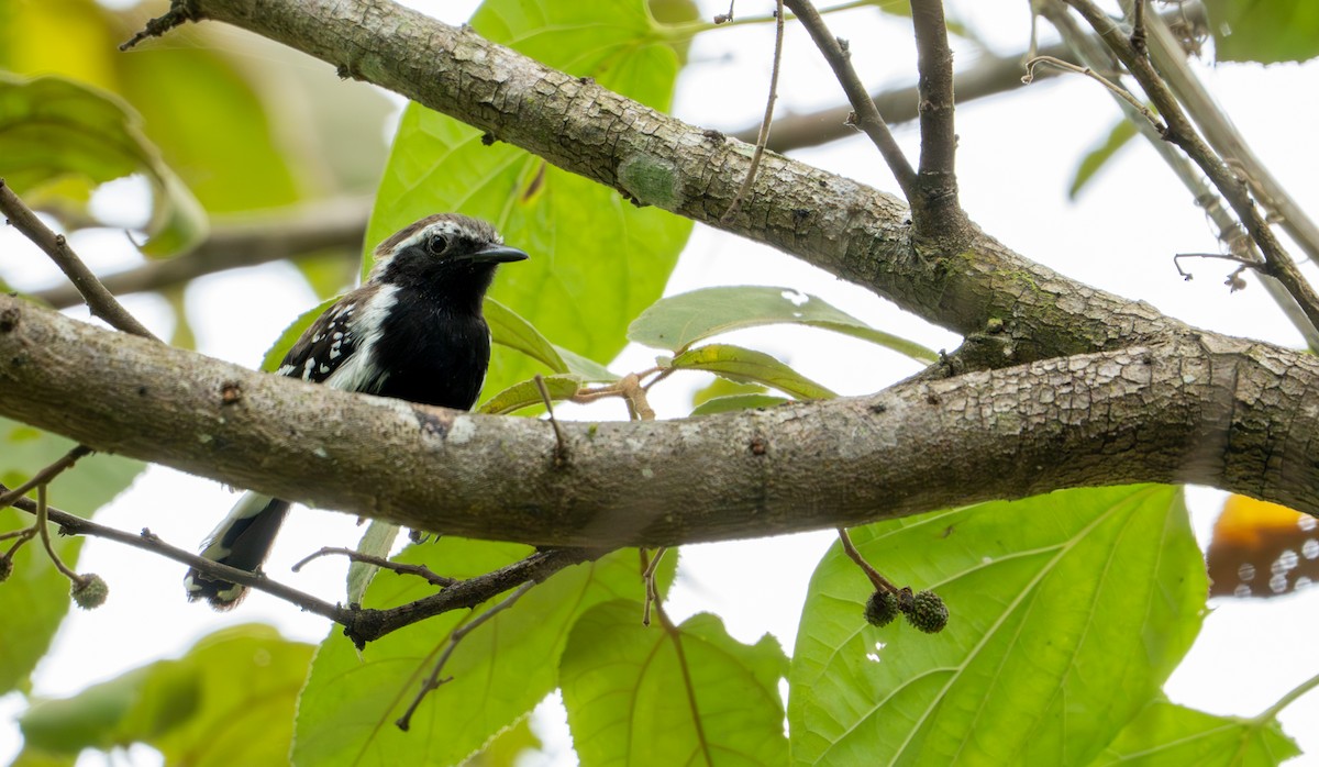 Southern White-fringed Antwren - ML643401392