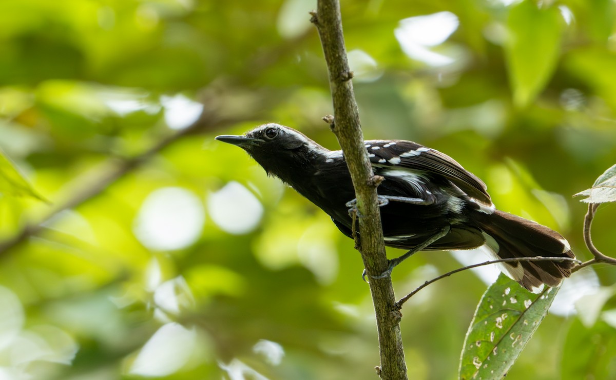 Southern White-fringed Antwren - ML643401393