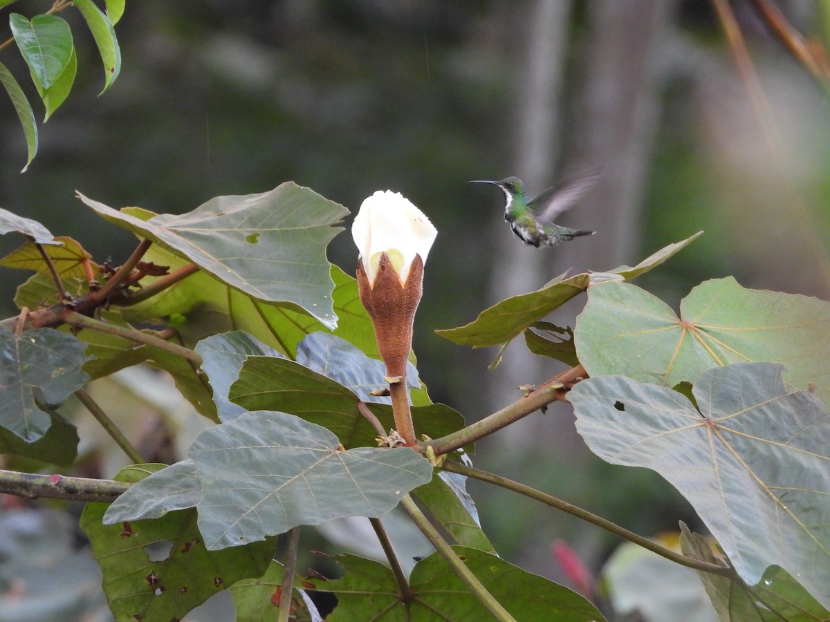 Black-throated Mango - ML643401395