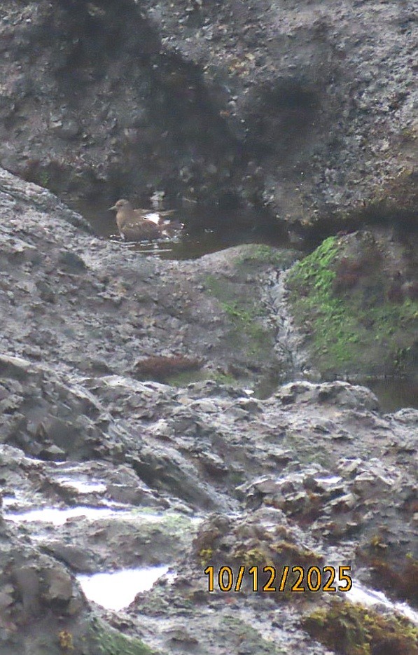 Black Turnstone - ML643401398