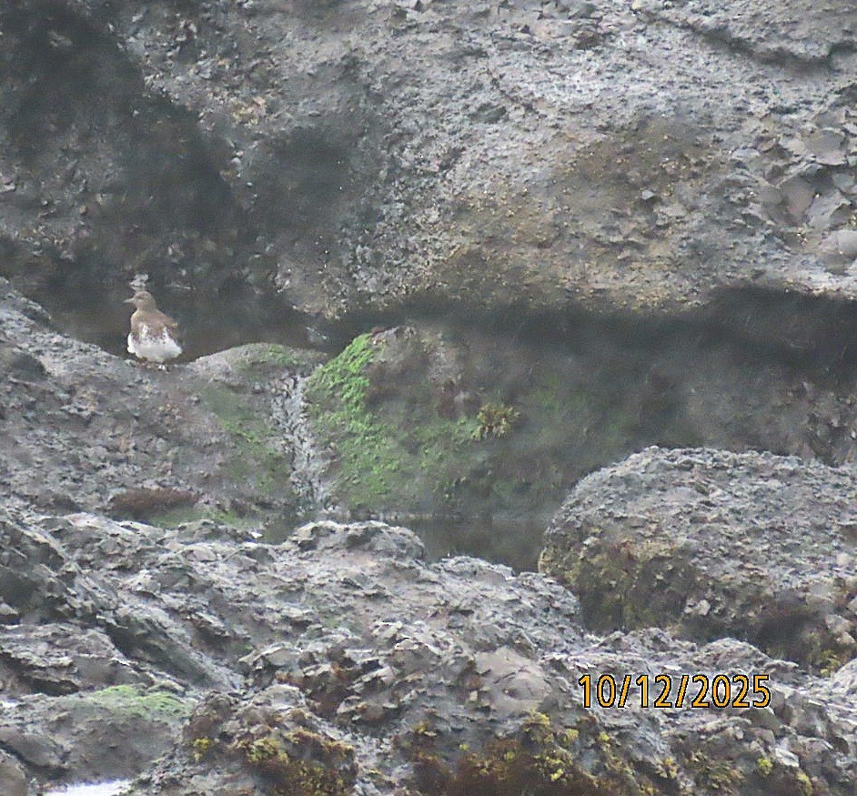 Black Turnstone - ML643401400