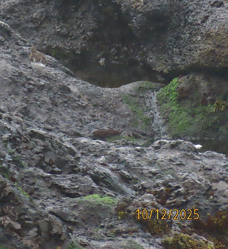 Black Turnstone - ML643401401