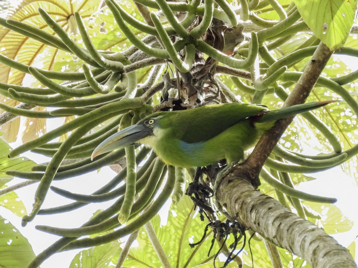 Blue-banded Toucanet - ML643401404