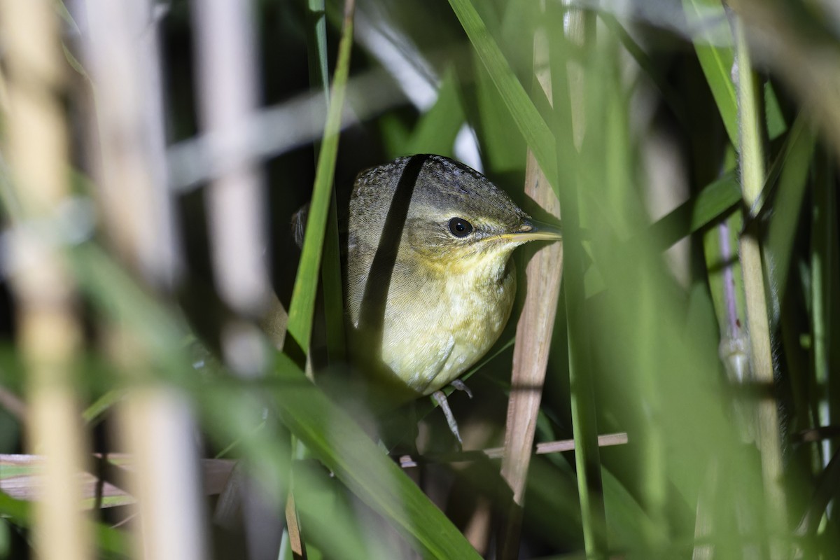 Middendorff's Grasshopper Warbler - ML643401405