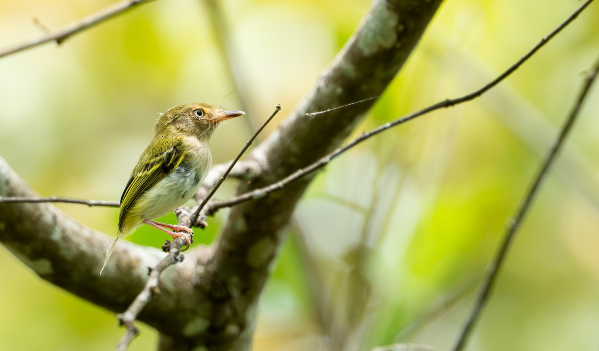 Pale-eyed Pygmy-Tyrant - ML643401420