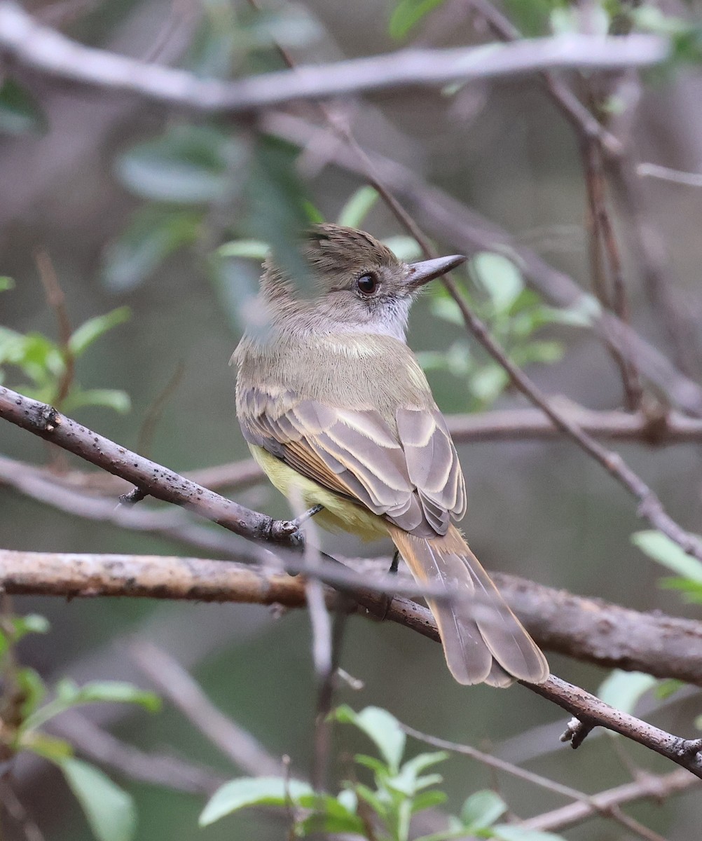 Dusky-capped Flycatcher - ML643401426