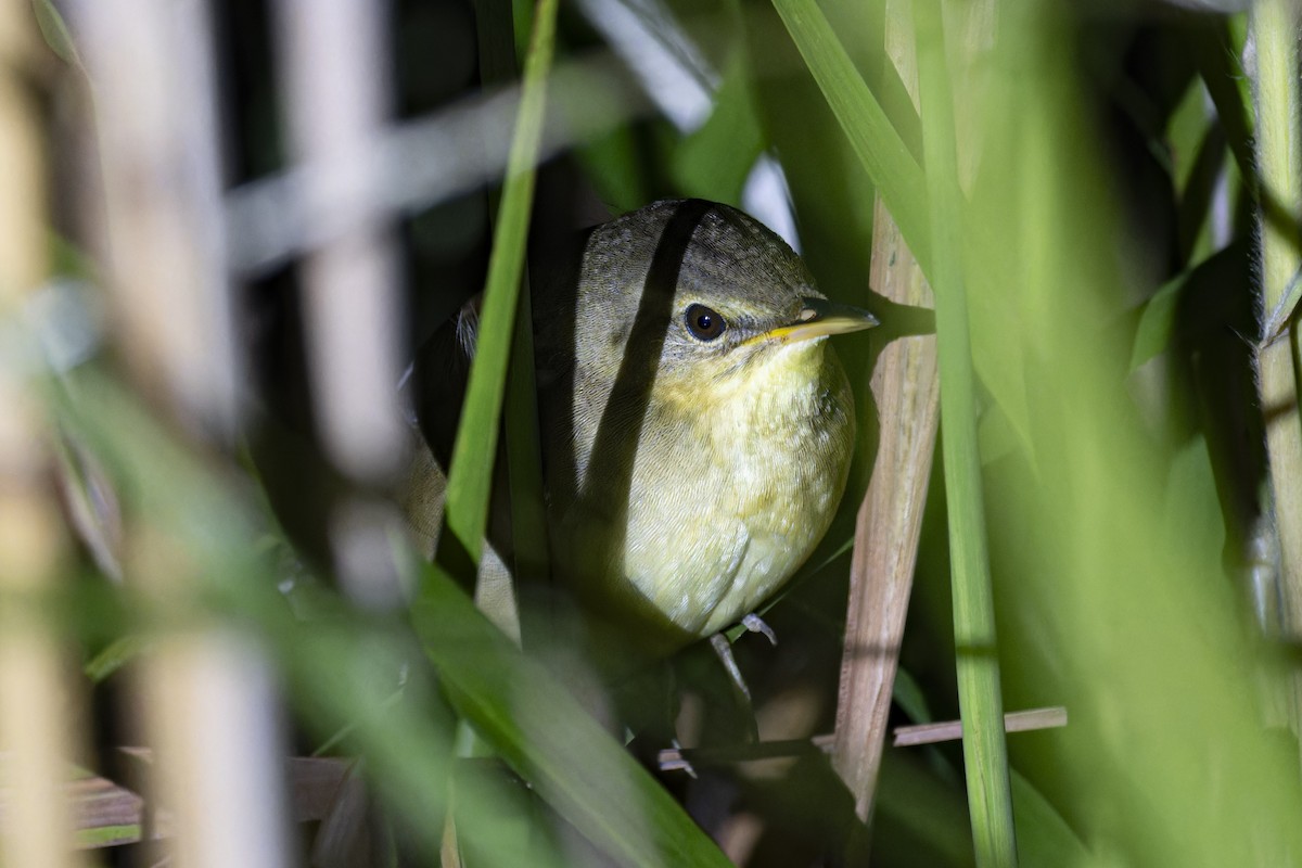 Middendorff's Grasshopper Warbler - ML643401439