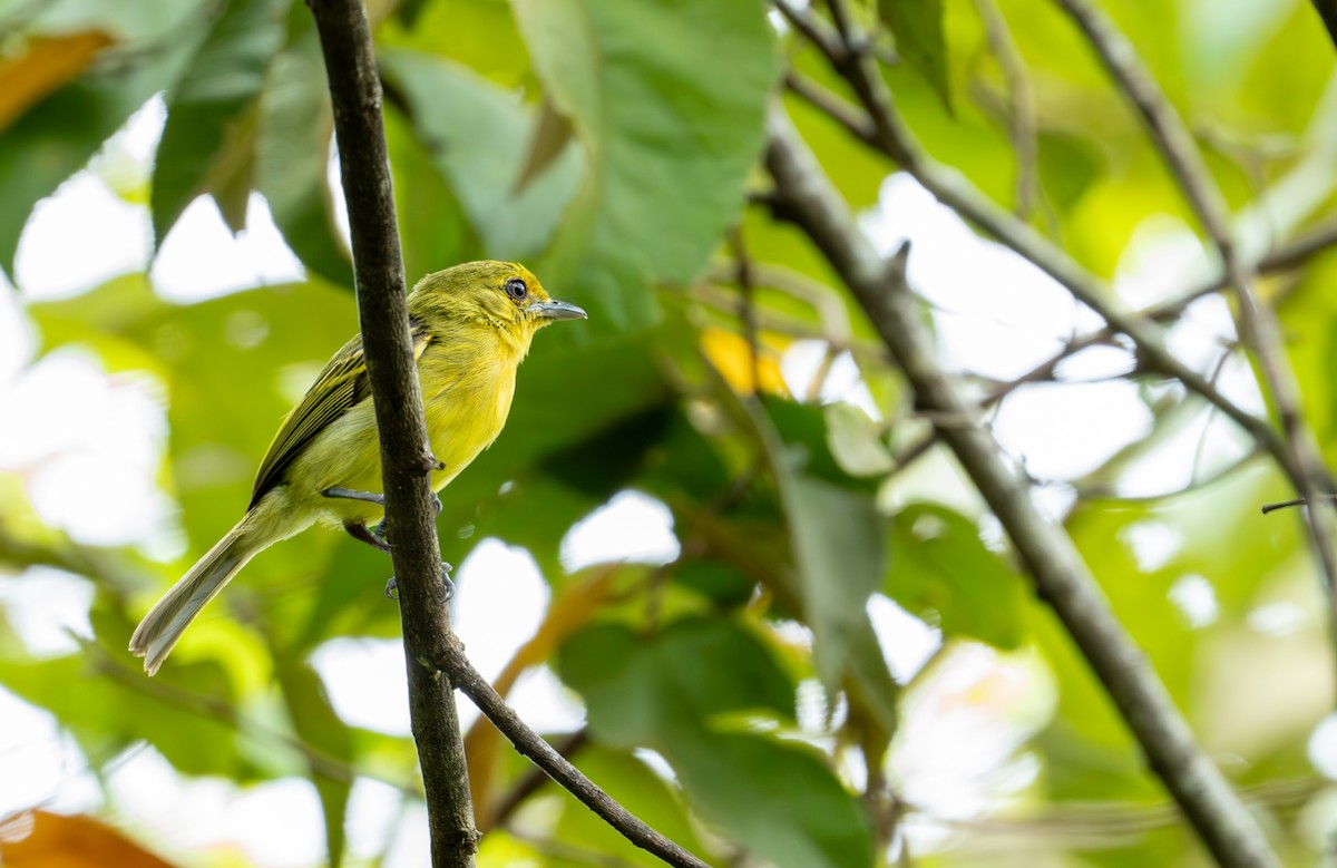 Ochre-lored Flatbill - ML643401445